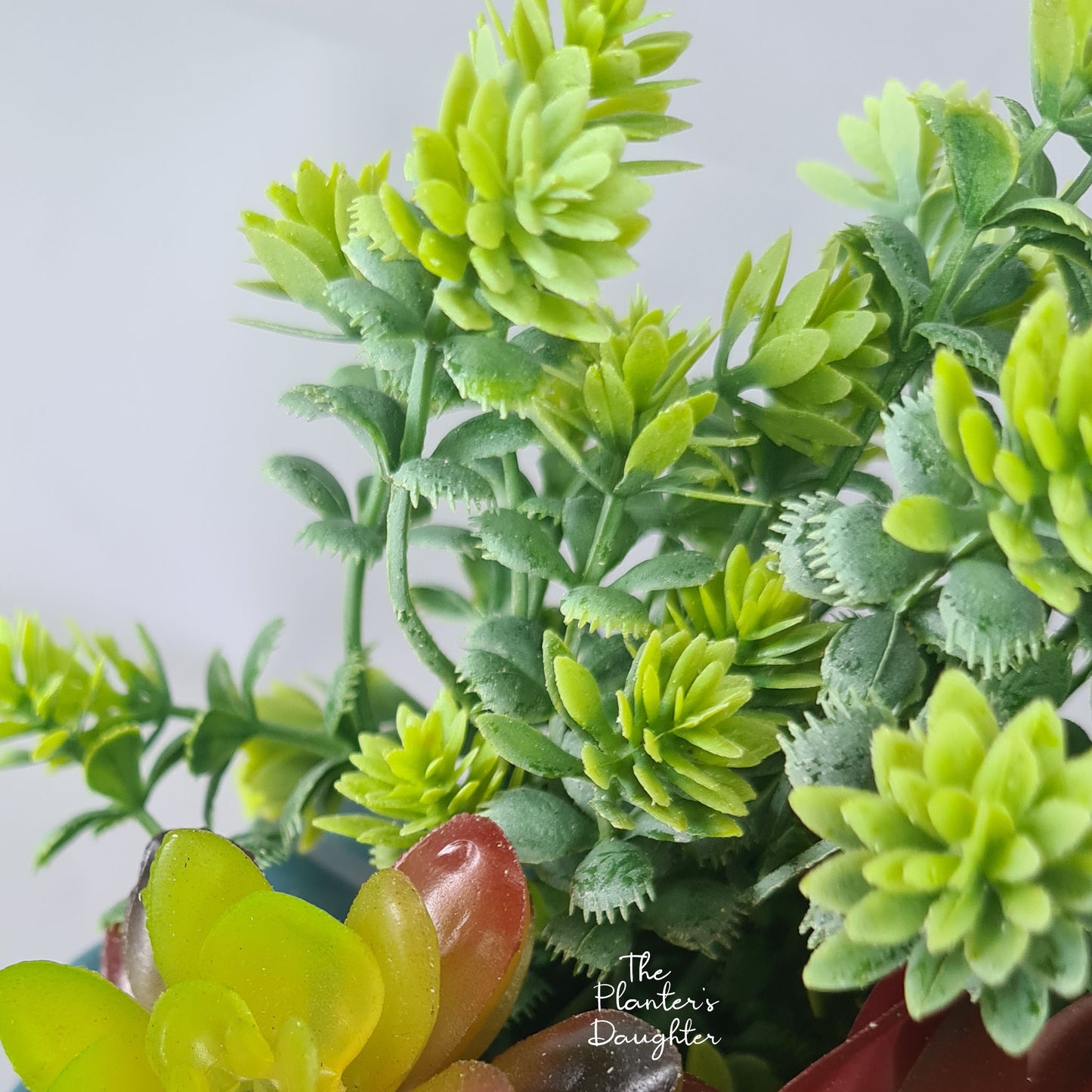 Lotus Succulent Euphoria in Vase